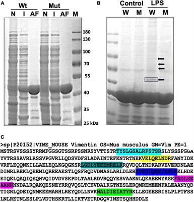 Vesicular translocation of PARP-1 to cytoplasm causes ADP-ribosylation and disassembly of vimentin filaments during microglia activation induced by LPS